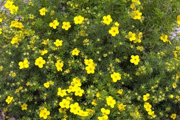 Potentilla, Goldfinger 2 gal