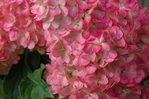 Hydrangea, Vanilla Strawberry 4&#39; Tree