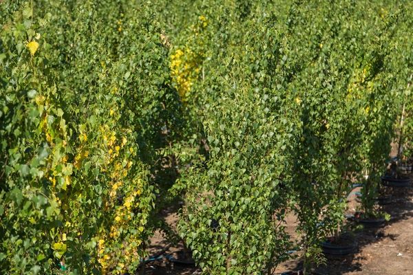 Birch, Parkland Pillar 5 gal