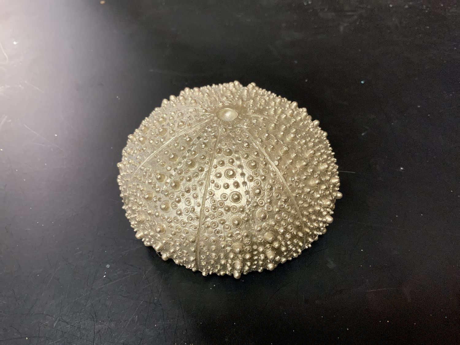 Sea Urchin, 3.5" Champ