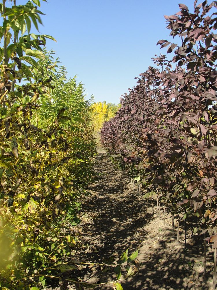 Ash, Nobility White 7 gal.