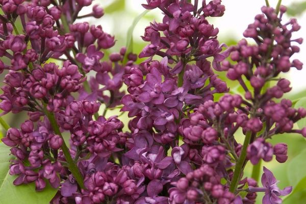 Lilac, Charles Joly 18&quot;