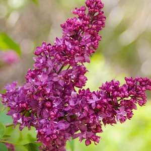 Lilac, Charles Joly 18"