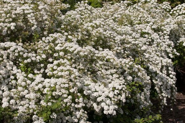 Spirea, Bridalwreath Renaissance 24&quot;