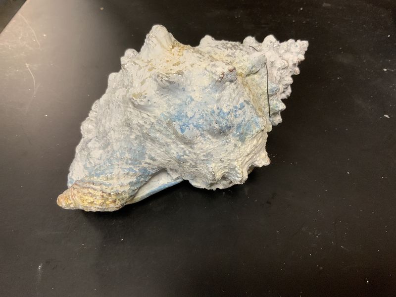 Figurine, Shell 8&quot; white