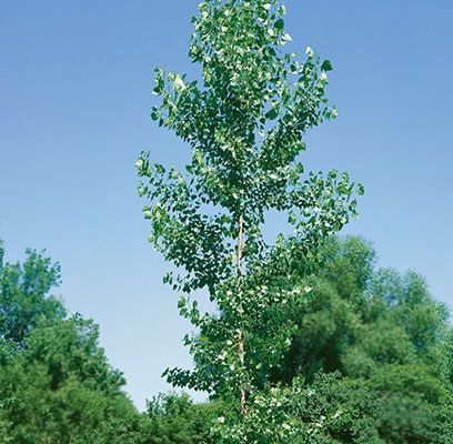 Poplar, Siouxland 10 gal