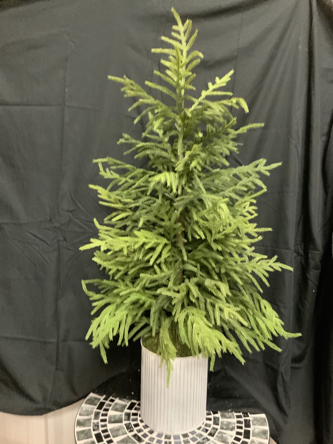 Tree, Norfolk Pine Potted 49" Potted