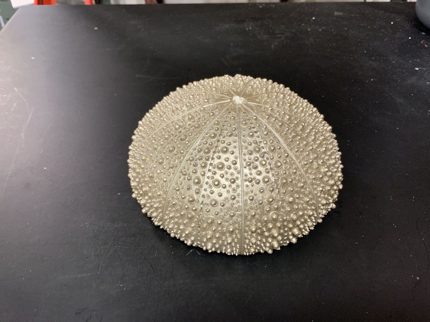 Sea Urchin, 5" Champ