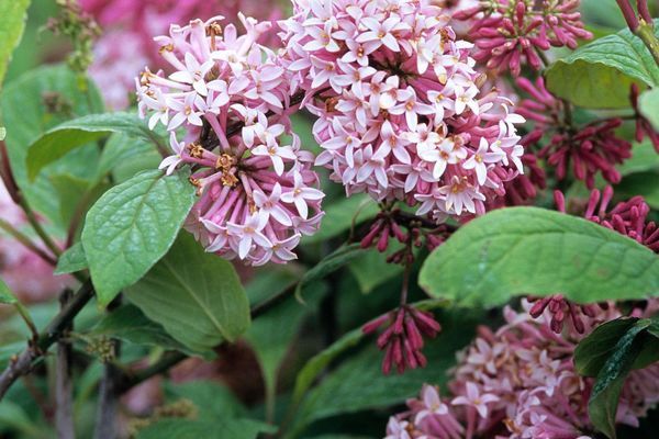 Lilac, Miss Canada 12&quot;