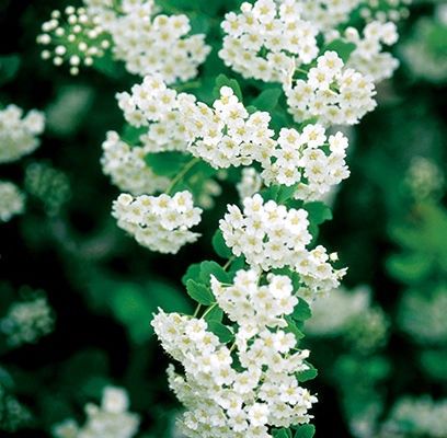 Spirea, Bridalwreath Renaissance 24"