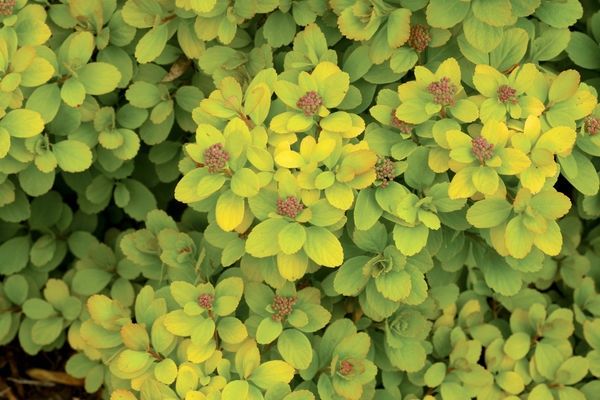 Spirea, Glow Girl 2 gal