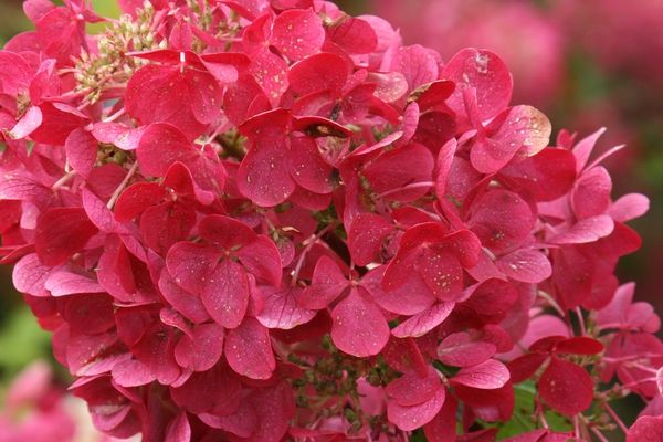 Hydrangea, Diamond Rouge 2 Gal.