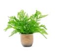 Faux Potted Fern, Resin 14"