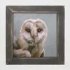 Picture, Snow Owl Sq