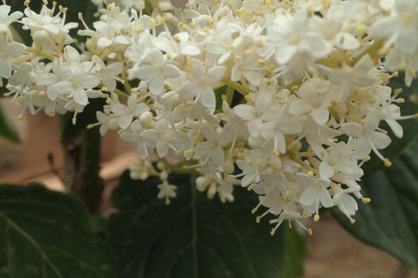 Lilac, Ivory Pillar 5&#39;