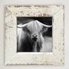 Picture, Highland Cow