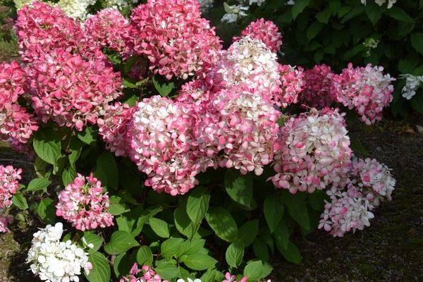 Hydrangea, Diamond Rouge 2 Gal.