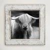 Picture, Highland Cow White Frame