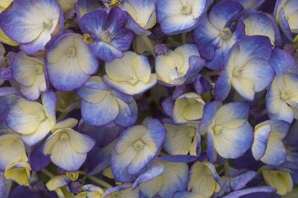 Hydrangea, Bloomstruck 2 gal