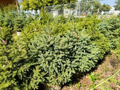 Evergreens