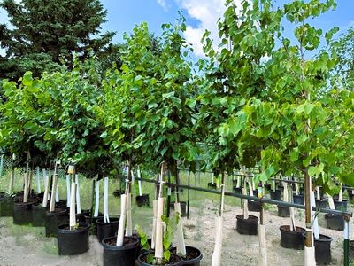 Trees