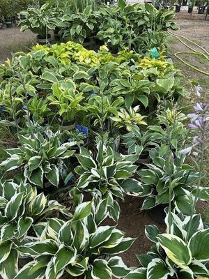 Perennials