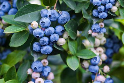 Small Fruits