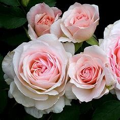 Roses