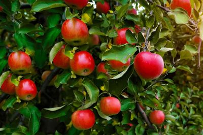Fruit Trees