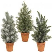 Tree, 14&quot; Pine in Terra Cotta Pot 3 Asst