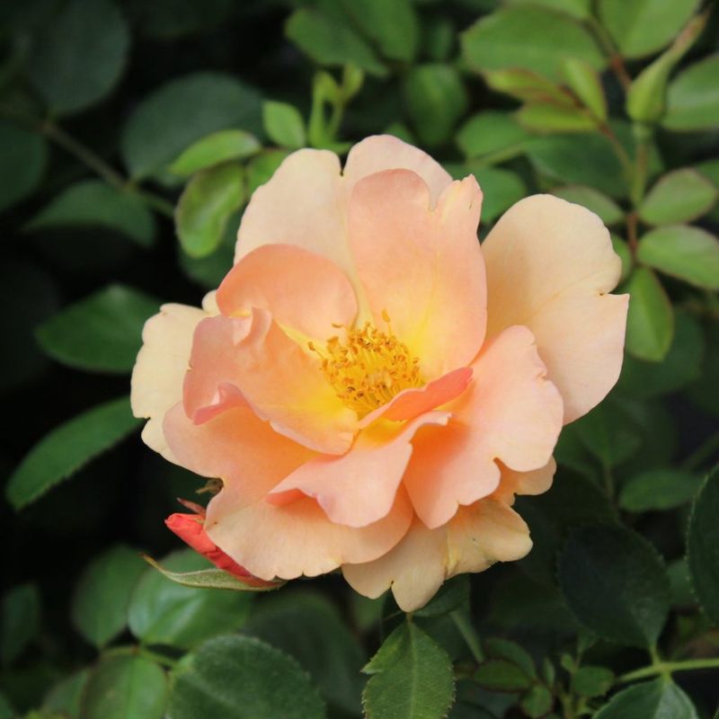 Rose, Chinook Sunrise 2 Gal