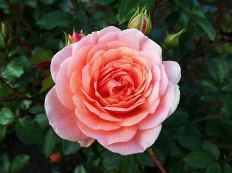 Rose, Apricot Drift 3 gal