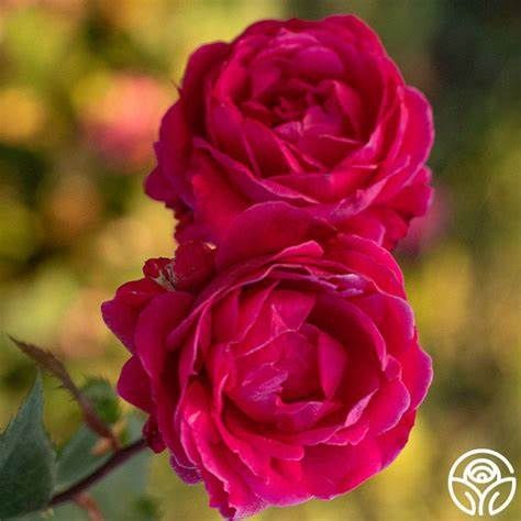 Rose, Alexander MacKenzie #1