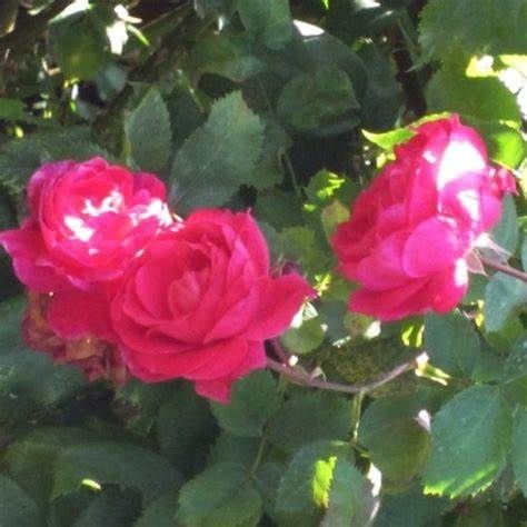 Rose, Alexander Mackenzie 2 gal
