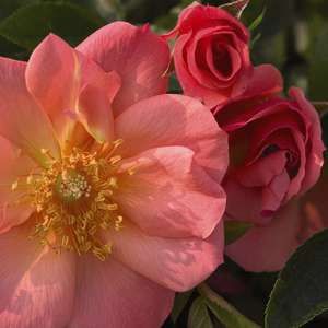 Rose, All the Rage 2 gal