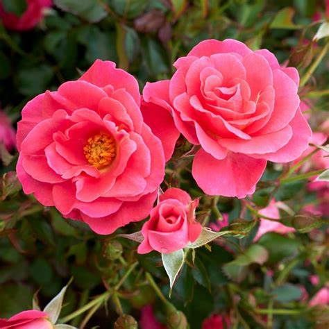 Rose, Aurora Borealis 1 Gal