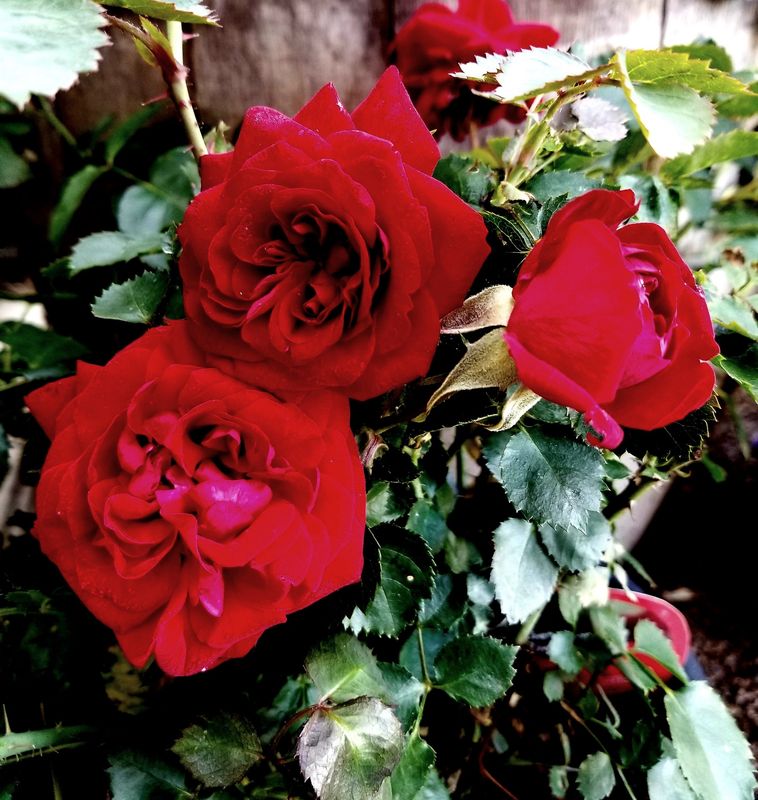 Rose, Canadian Shield 2 Gal