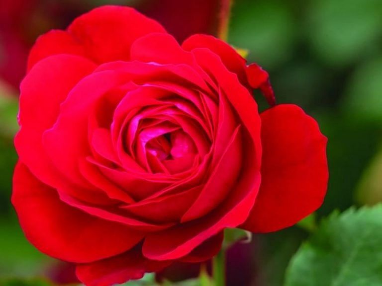 Rose, Canadian Shield 2 Gal