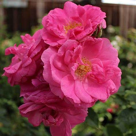 Rose, Morden Centennial 2 gal