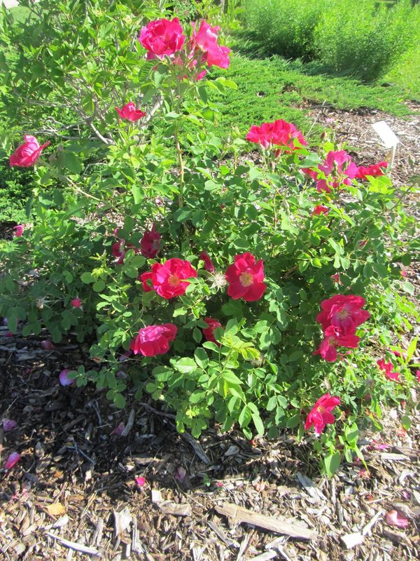 Rose, Cuthbert Grant 1 1/2