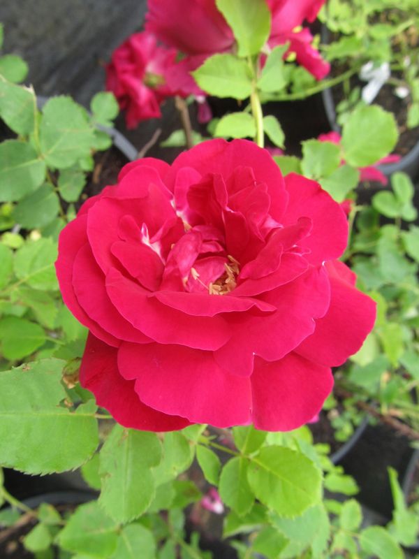 Rose, Cuthbert Grant 2 gal