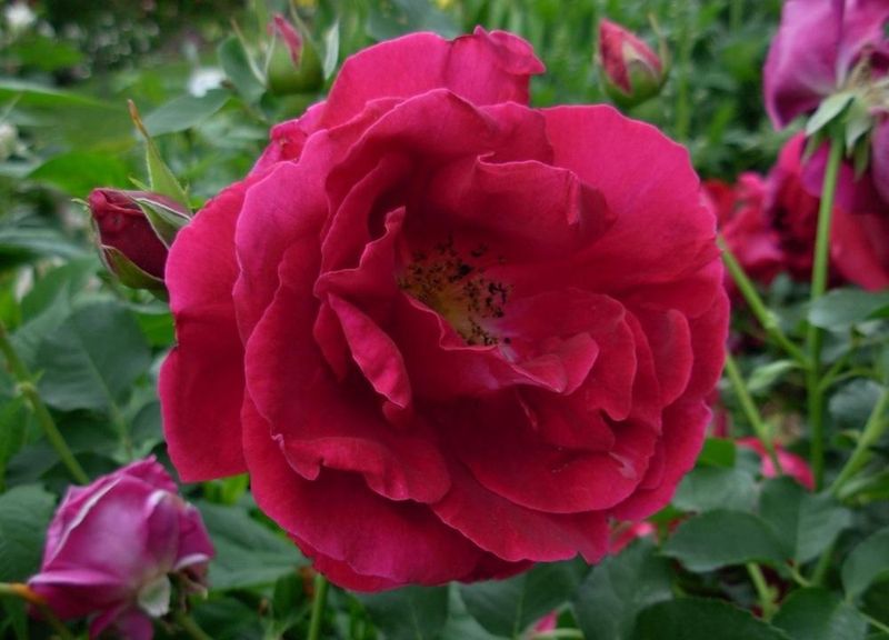 Rose, Cuthbert Grant 4 gal