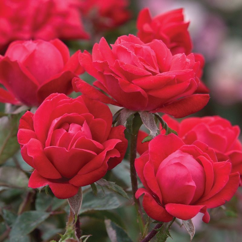 Rose, Dbl Knock Out (red) 2 gal