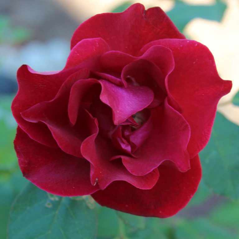 Rose, Emily Carr 2 gal