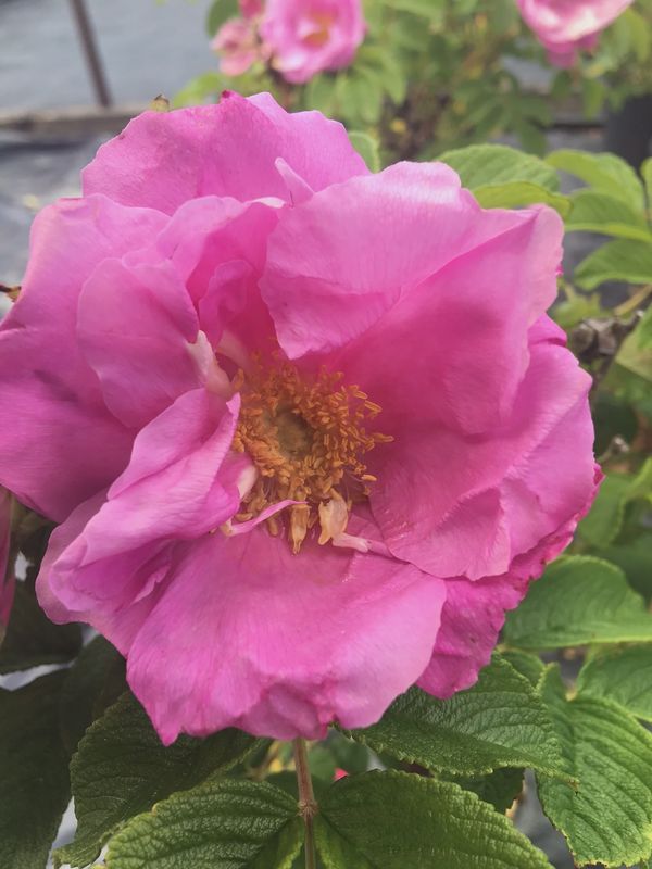 Rose, Dwf Pavement 2 gal