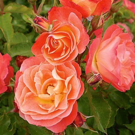 Rose, Easy Elegance 2 gal