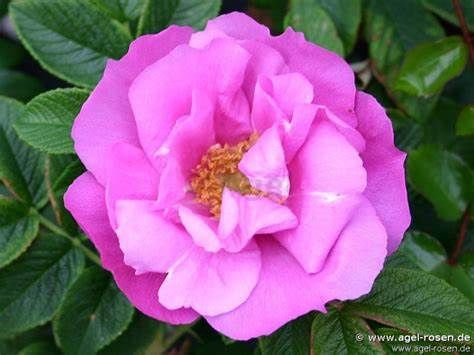 Rose, Foxi Pavement 2 gal