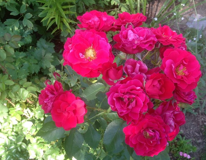Rose, George Vancouver 2 gal
