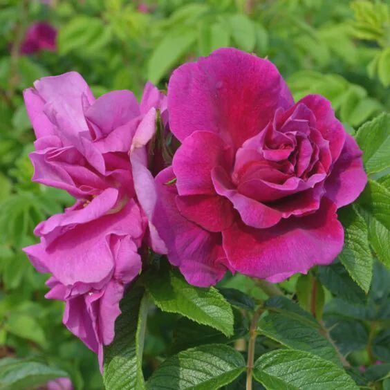 Rose, Hansa Red