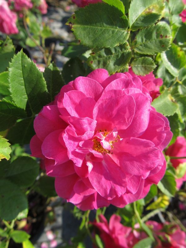 Rose, John Cabot 2g